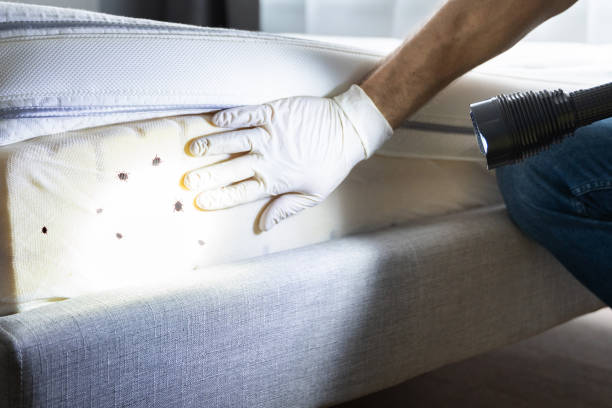 Best Local Pest Control Services  in Demorest, GA