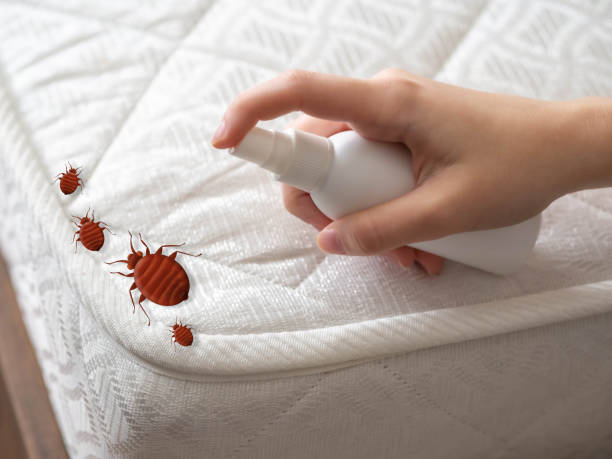  Demorest, GA Pest Control Pros